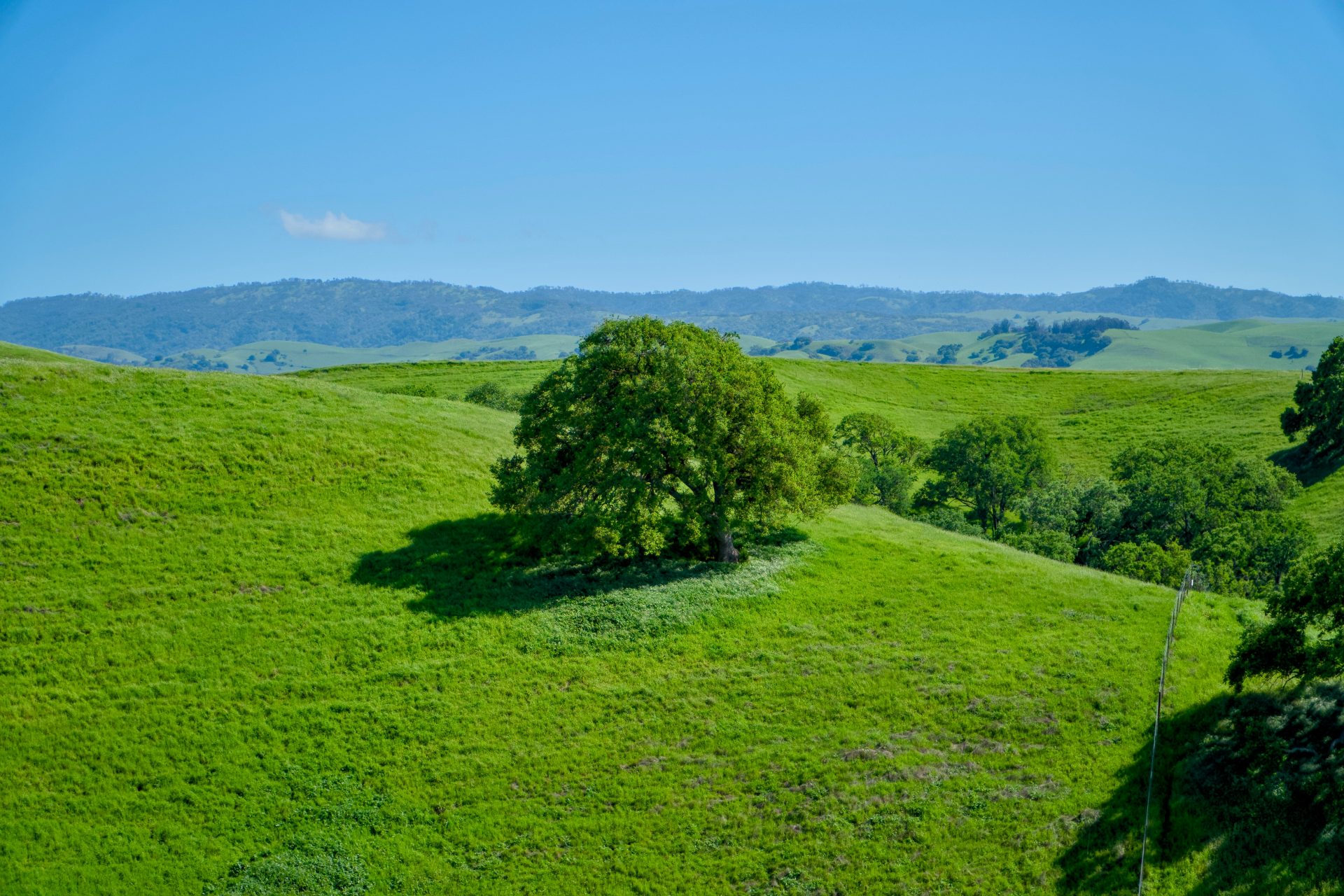 two trees on a grassy hill with mountains in the background